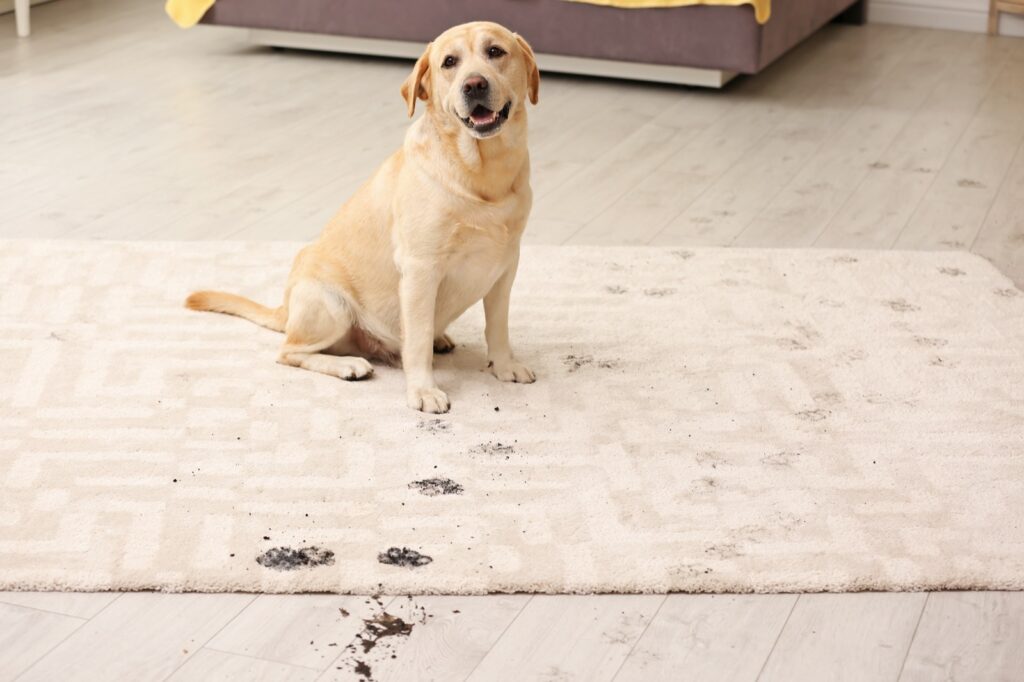 Best Rug Materials in a Home with Pets | House of Carpet